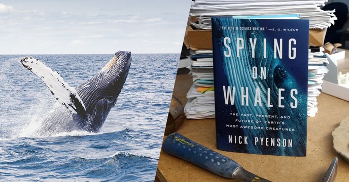Spying on whales , une fascinante odyssée sous-marine à la rencontre des baleines avec Nick Pyenson