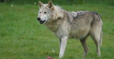 Tchernobyl : un loup s'est aventuré au-delà de la zone d'exclusion et des chercheurs l'ont suivi