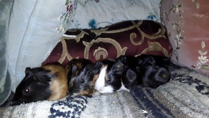 BABY CAVIA PORCELLUS DAVID DAVID CLOVER DAVID PIXIE 20210316_071129