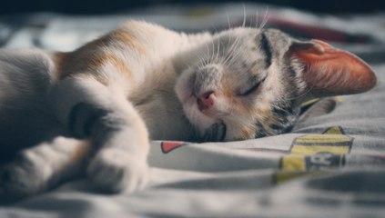 Sommeil paradoxal : qu’est-ce que c’est ?
