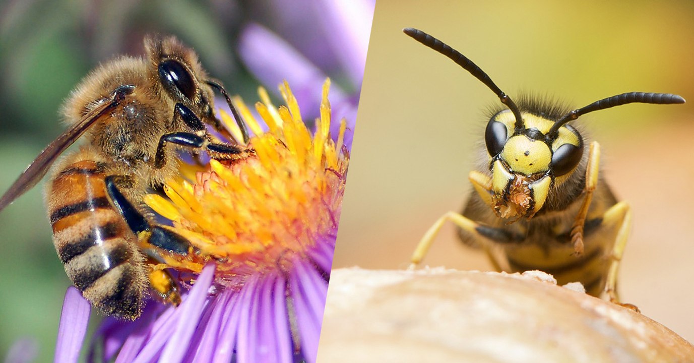 Pourquoi aimons-nous les abeilles et détestons les guêpes ? Et pourquoi nous avons tort