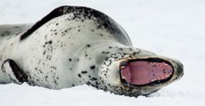 Des scientifiques retrouvent une clef USB... dans les déjections d'un léopard des mers