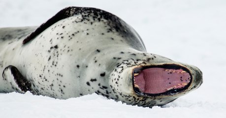 Des scientifiques retrouvent une clef USB... dans les déjections d'un léopard des mers
