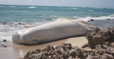 Un étrange marshmallow géant s'est échoué sur une plage hawaïenne