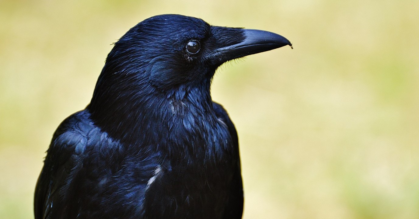 Les corbeaux sont encore plus intelligents qu'on ne le pensait
