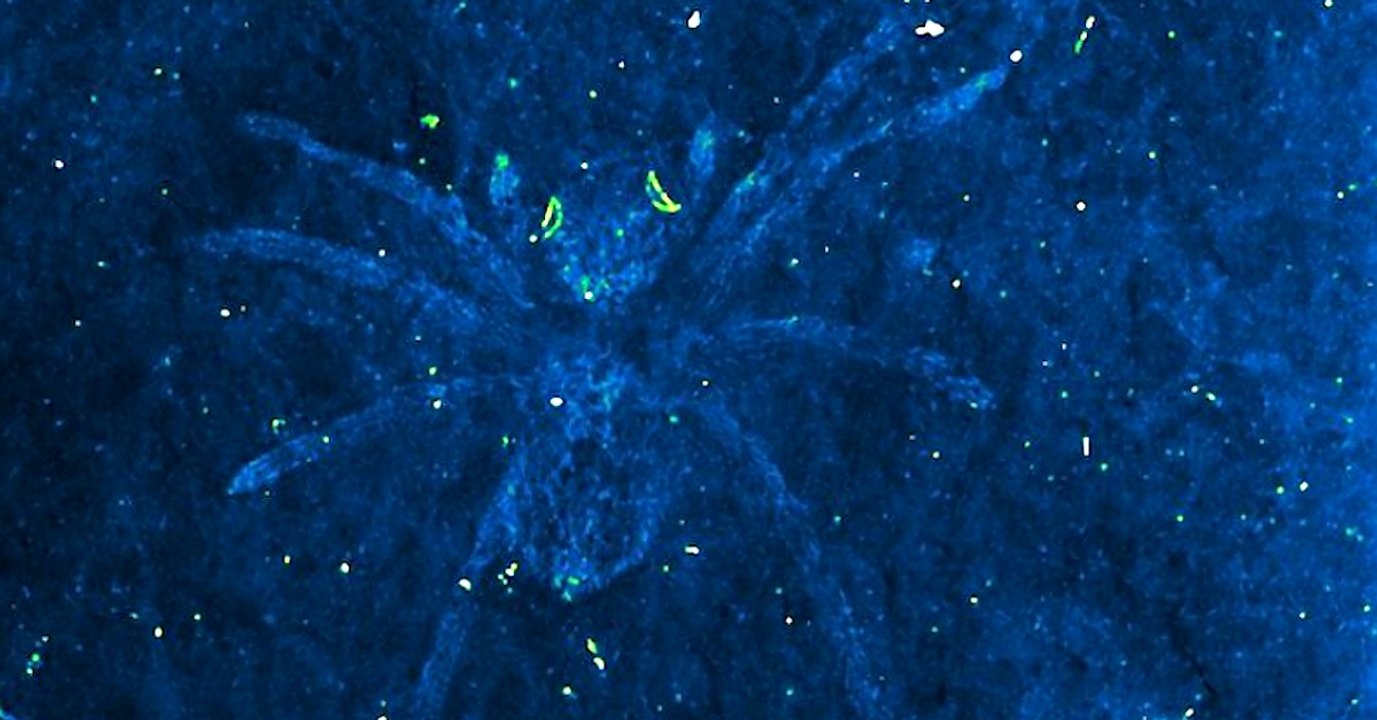 Morte depuis 110 millions d'années, cette araignée fossile brille dans le noir