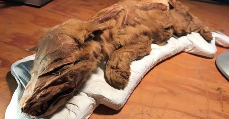 Un louveteau vieux de plus de 50 000 ans sort de terre dans un état exceptionnel au Canada