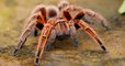 Arachnophobes, le remède contre votre phobie se trouverait en vous selon une étude