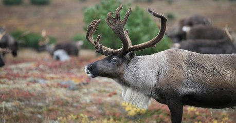 Insolite : L'étonnante technique des caribous pour se défendre, la "tempêtes de rennes"