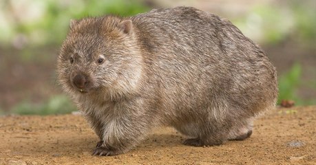 Des chercheurs ont percé le secret des crottes cubiques du wombat