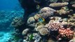 La Grande Barrière de corail s'acclimate au réchauffement climatique par 