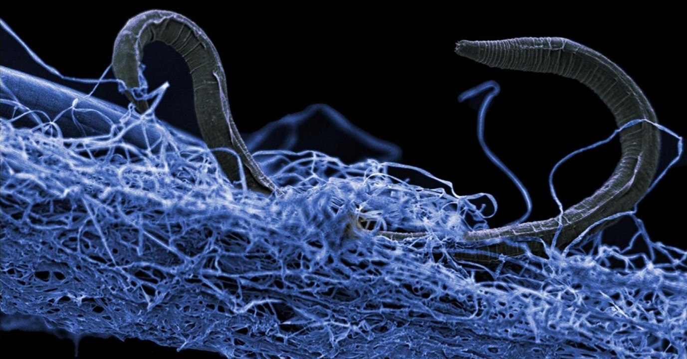 Une biosphère plus grande que la nôtre se cacherait sous la surface de la Terre