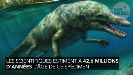 Un surprenant fossile de baleine à quatre pattes découvert au Pérou