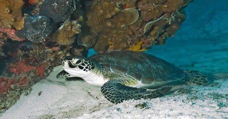 Les tortues de mer ont un risque de mourir de 22% en mangeant un seul morceau de plastique