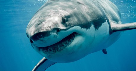 Un immense requin a été retrouvé mort étouffé en dévorant une tortue de mer (Vidéo)