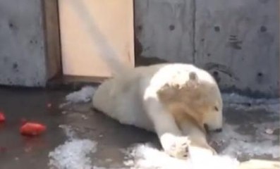 After being released in the wild, two polar cubs returned to the village that fed them