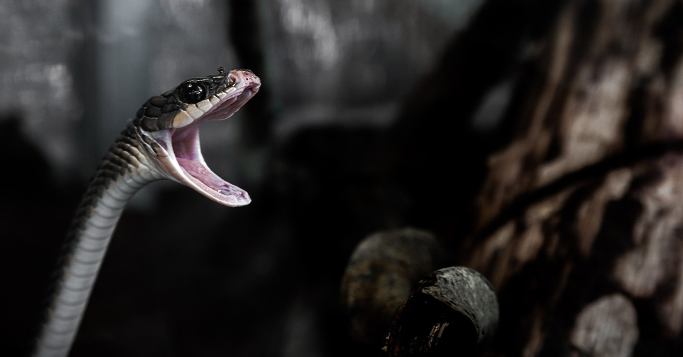 Insolite : une espèce de serpent a été découverte à l'intérieur d'un autre serpent