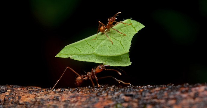D'après une étude, les fourmis coupe-feuille produisent du dioxyde d’azote en quantité énorme