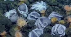 Des scientifiques ont découvert une incroyable nurserie sous-marine peuplée d’un millier de poulpes