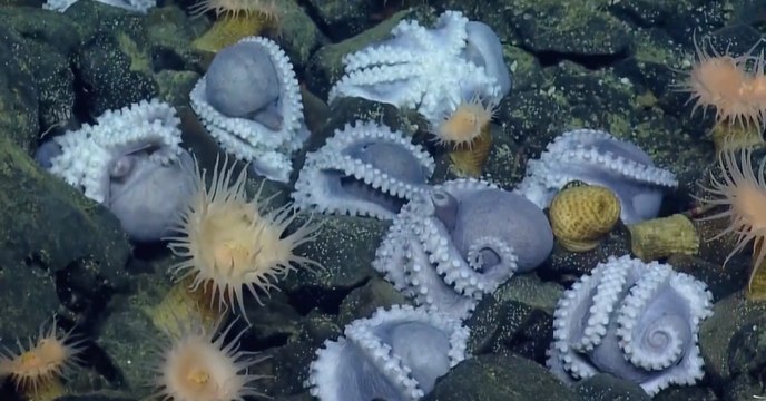 Des scientifiques ont découvert une incroyable nurserie sous-marine peuplée d’un millier de poulpes
