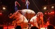 Le Portugal a décidé d'interdire les animaux sauvages dans les cirques
