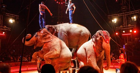 Le Portugal a décidé d'interdire les animaux sauvages dans les cirques