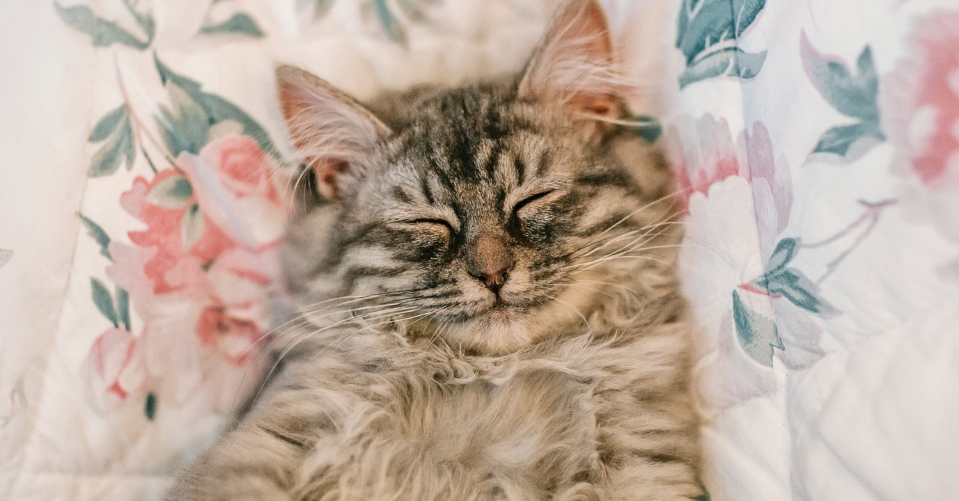 Sommeil : comment lutter contre la fatigue ?