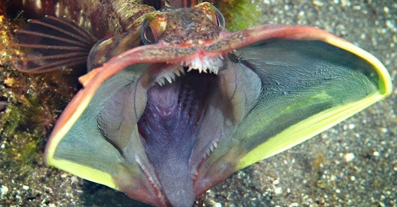 Cet effrayant poisson des profondeurs possède une arme insoupçonnée