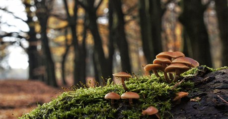 Quand un incroyable champignon capable d'attirer l'or était découvert en Australie