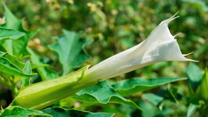Plantes : qu'est-ce que est la datura utilisée dans les rites chamaniques ?
