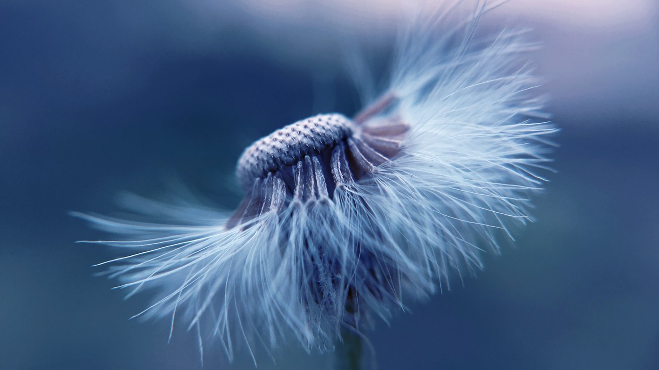 Allergie au pollen : symptômes, traitement, que faire
