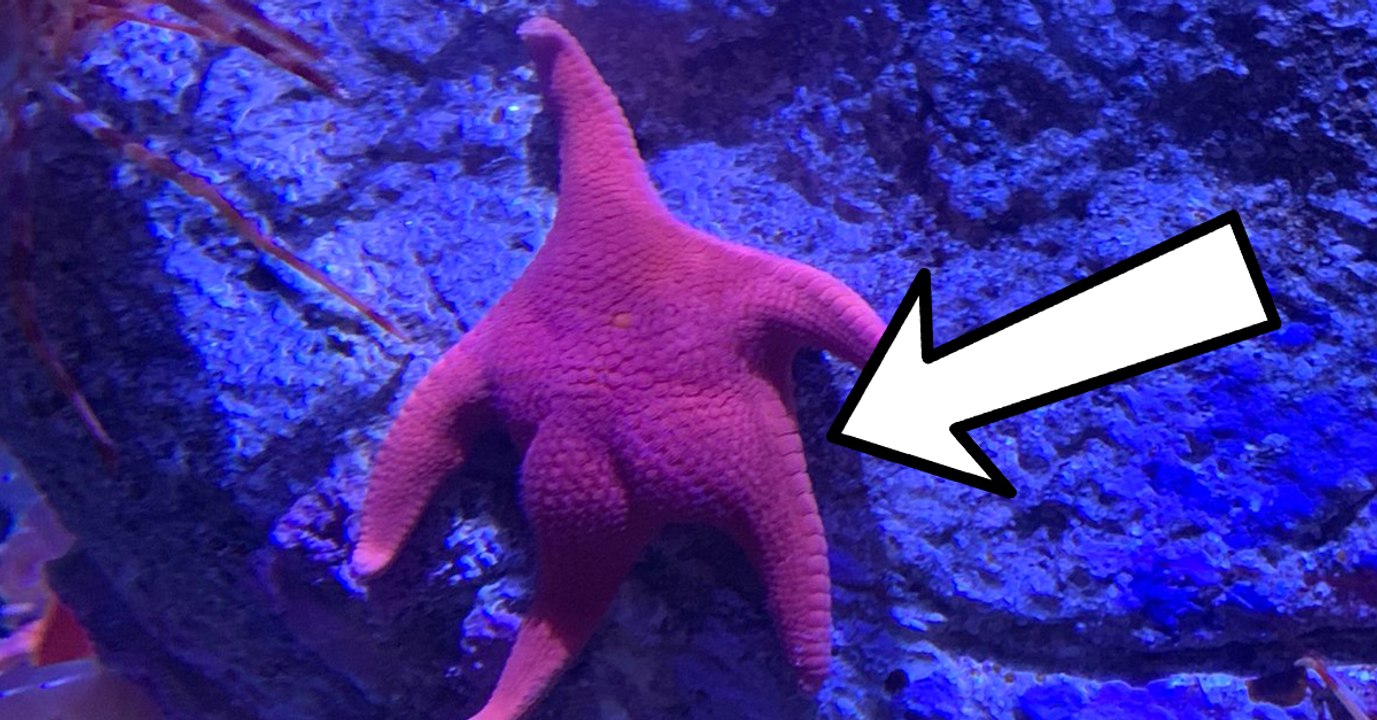 Insolite : cette étoile de mer est devenue une star grâce à ses grosses fesses