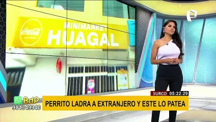 Surco: Extranjero patea a un perrito luego que desconocidos le rayaron auto