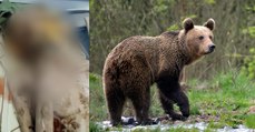 Non, cet homme n'a pas été attaqué par un ours. Voici ce qui lui est réellement arrivé