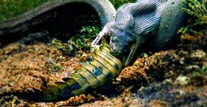 Insolite : Un python géant observé en train d'avaler un crocodile tout entier en Australie