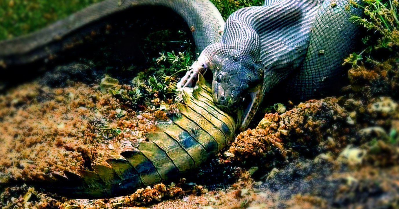 Insolite : Un python géant observé en train d'avaler un crocodile tout entier en Australie