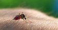 Ces 7 caractéristiques vous rendent irrésistible aux yeux des moustiques