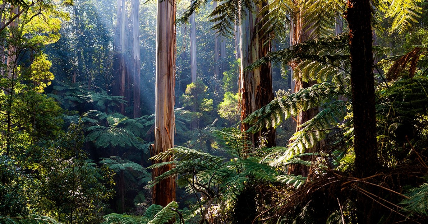 En 2018, la planète a perdu 12 millions d'hectares de forêts tropicales