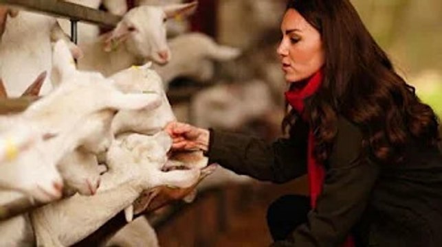 The Duke and Duchess of Cambridge in an adoring visit to a goat farm in South Wales