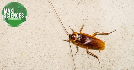 Coeur, embryon et panneau solaire, les actus sciences que vous devez connaître ce 5 août