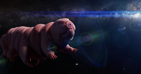 Comment des milliers de tardigrades ont atterri par erreur sur la Lune