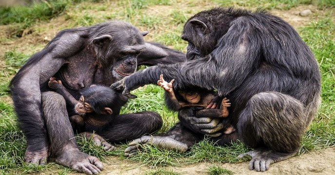 La diversité culturelle des chimpanzés victime de la présence des humains