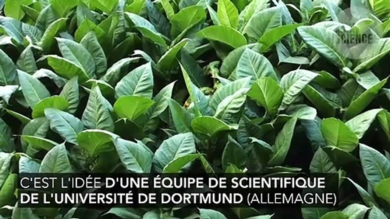 Le tabac sans nicotine, le futur de la cigarette ?