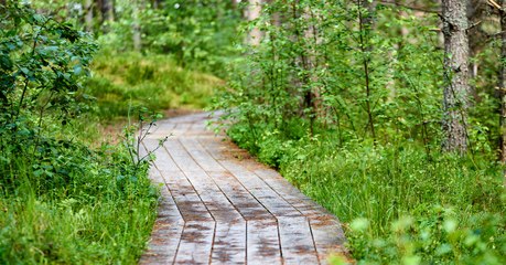 Les plantes ont-elles une conscience ? Des scientifiques ont tranché