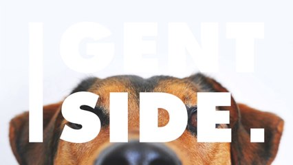 Norvège : des dizaines de chiens décèdent et les vétérinaires ne comprennent pas pourquoi