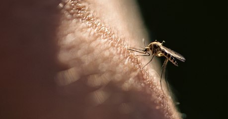 A cause du réchauffement climatique, les maladies tropicales se multiplient en Europe