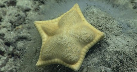 Cette étrange étoile de mer ressemble à un ravioli et interroge les scientifiques