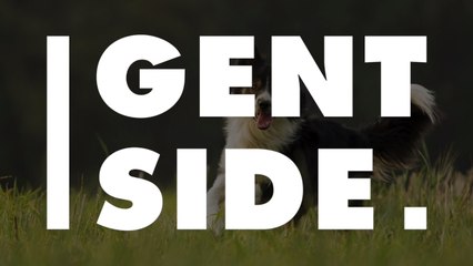 L'Homme aurait bel et bien impacté la structure du cerveau du chien