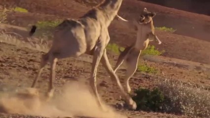 Wildlife Brave Giraffe Kick Five Lion To Save Baby - Power of  LION In The Animal World But FAIL