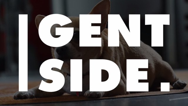 Les chiens auraient plus de risques d'être en surpoids si le maître l'est aussi selon une étude